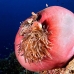 anemonefish_pink_mid_v_0705_png1254.jpg